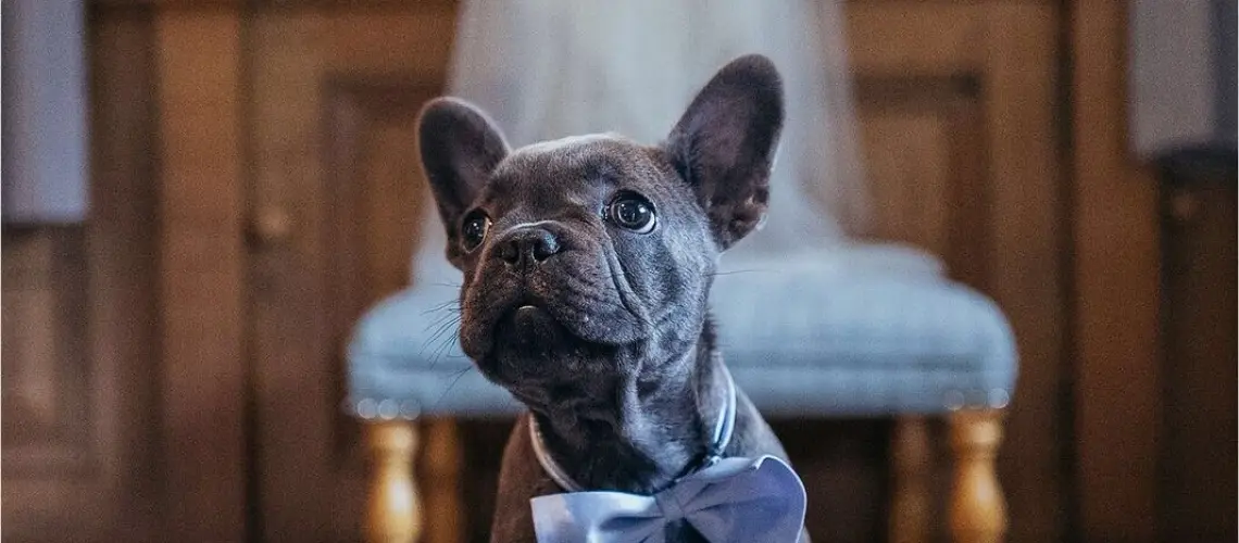 cutedog crop