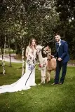 wood-end-alpaca-2